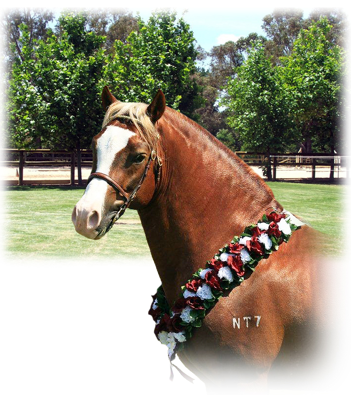 Wexford Park Equestrian Elite Riding Centre Wa